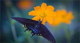 Mariposa sobre una flor